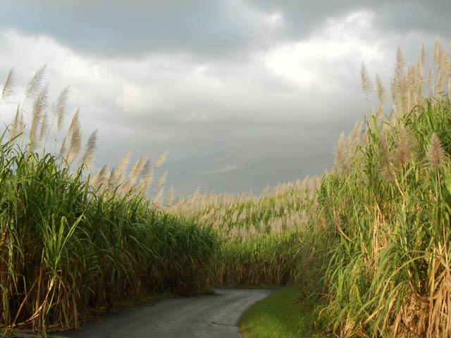 Plusieurs km le long des cannes à sucre en montant le Chemin Touzet