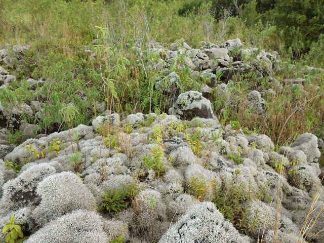 Lichens, foufères, bois de chapelet ou de rempart durant la descente de la coulée