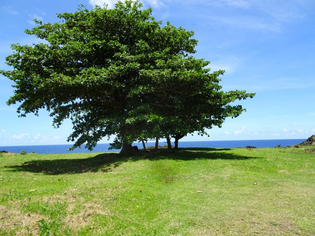 Viser ces grands badamiers en cas de doute