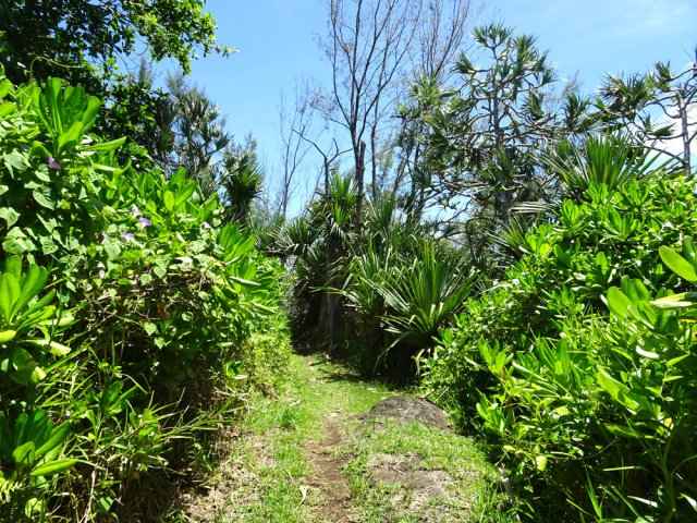 Le sentier littoral entre vacoas, filaos et maniocs marrons