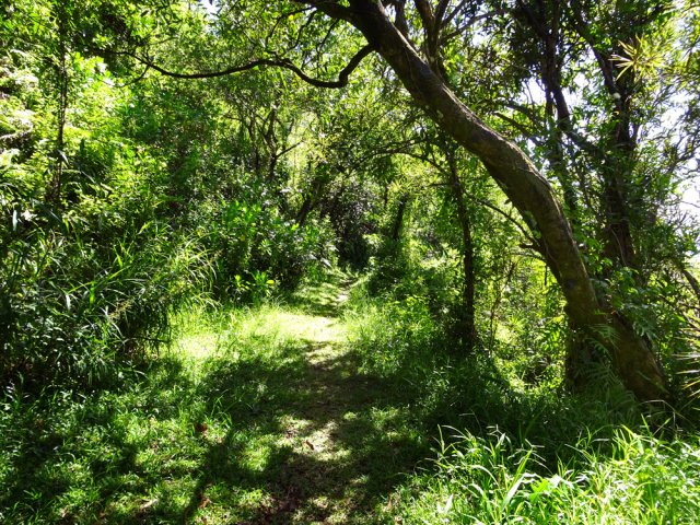 Le petit sentier qui remonte au Gros Piton