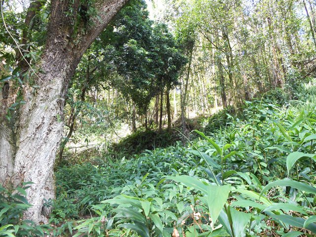 Même les longoses envahissent ces coins isolés