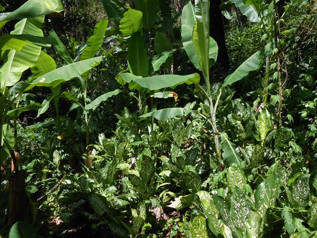 Quelques bananiers esseulés dans les aracées