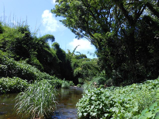 C'est le royaume du bambou qui aime les endroits humides
