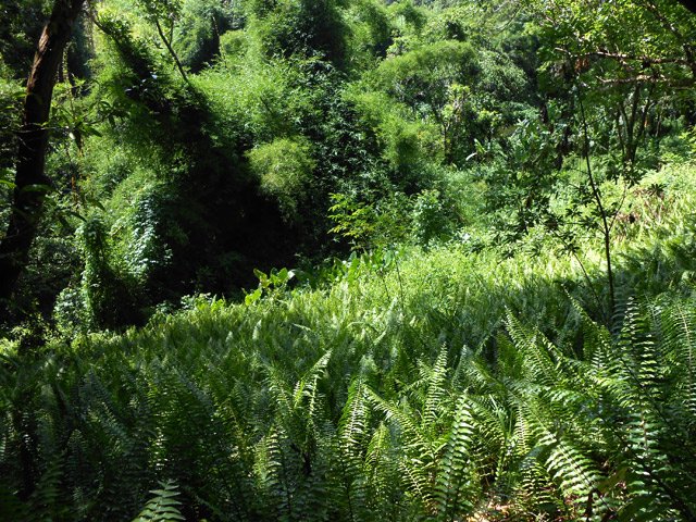 Ici, ce sont les fougères qui recouvrent le sol