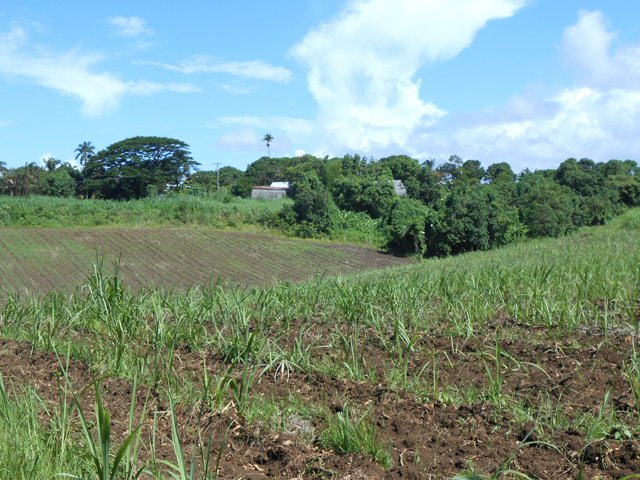Début de la boucle autour du champ de canne