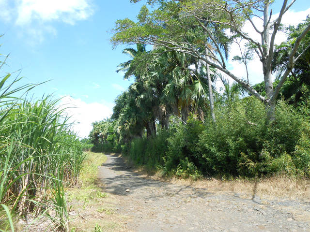 La propriété du Bocage dans un grand jardin exotique. Partir à droite