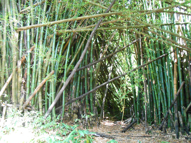Les grosses touffes de bambous ont souffert du dernier cyclone