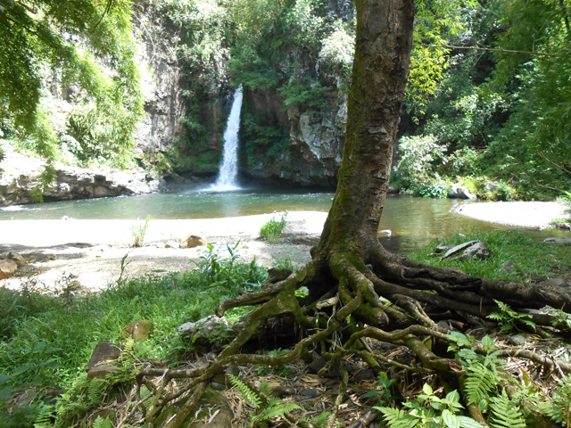 Cette arbre ne devrait pas résister aux prochaines crues
