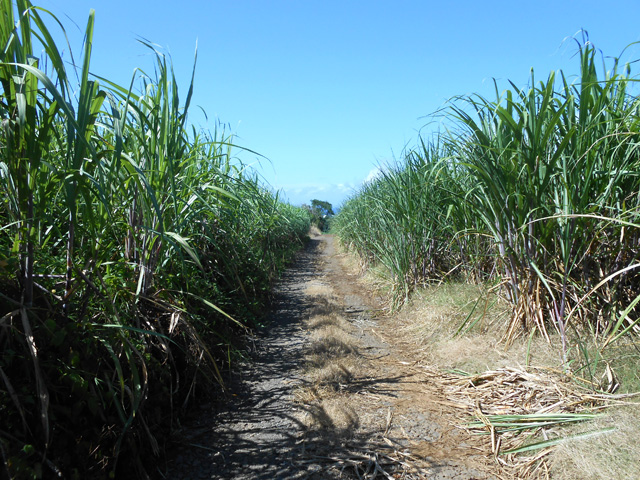 Détour dans les cannes. Attention aux chiens à la fin de cette piste.