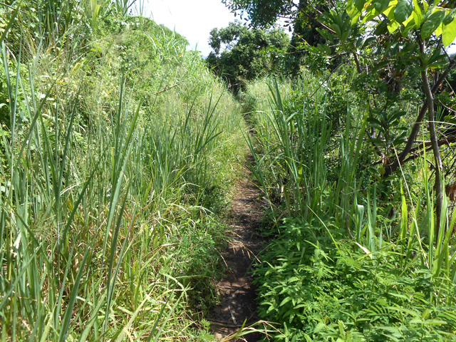 La première piste, herbue et boueuse jusqu'à la ravine