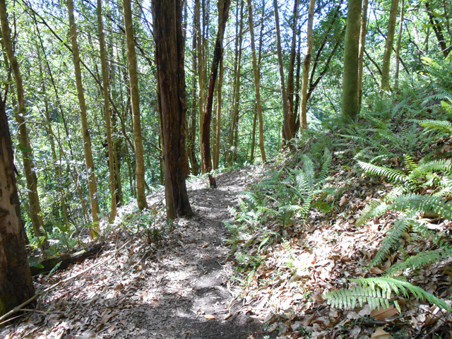 Aucune difficulté à l'ombre des grands arbres