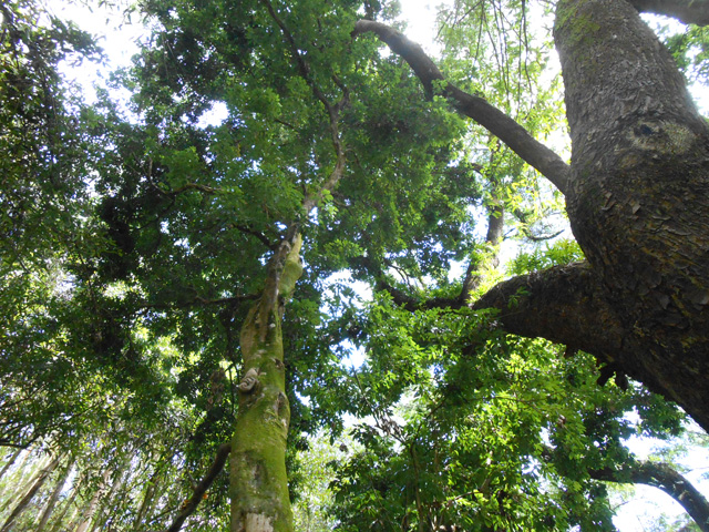 Les arbres, à eux seuls, méritent le déplacement