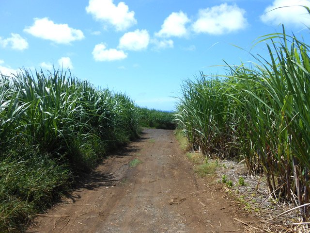 Très belle et large piste mais sur une courte distance