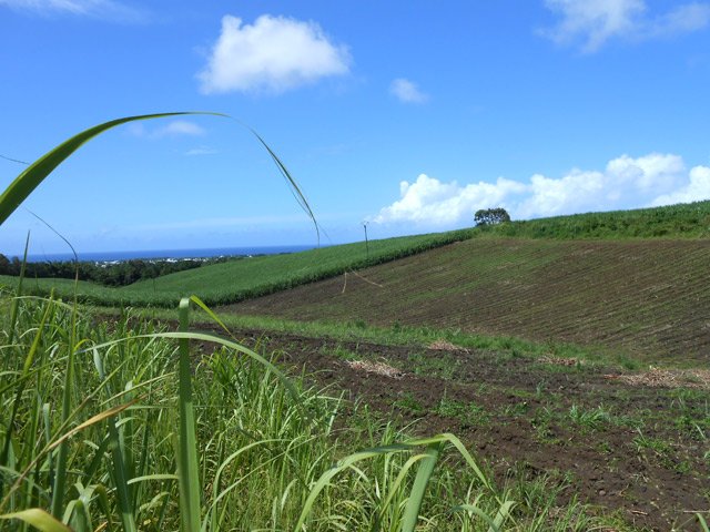 On est assez proche de l'océan qu'on aperçoit à travers les champs de canne