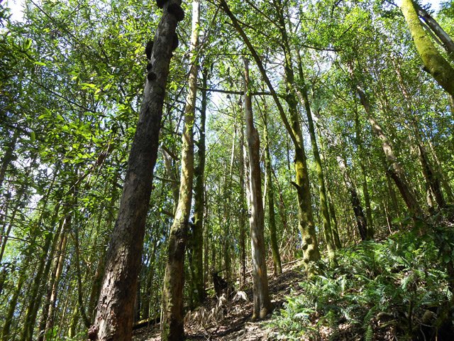 Les arbres sont très hauts et droits