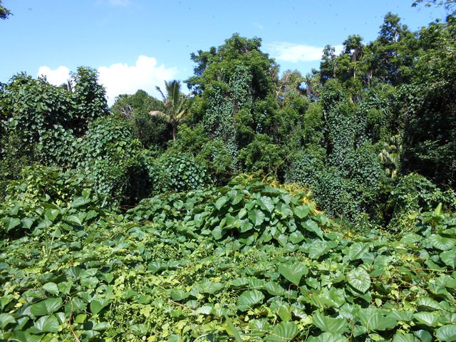 Les abords de la rivière, en aval, sont une véritable jungle