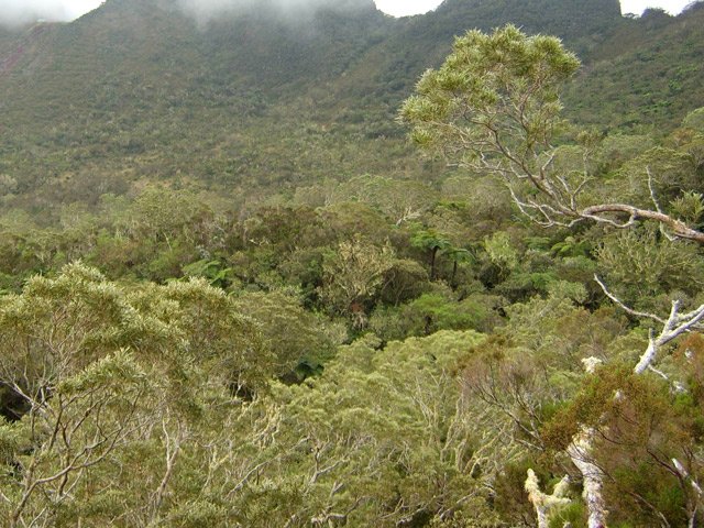 Ici, la végétation est surtout constituée de tamarins des hauts