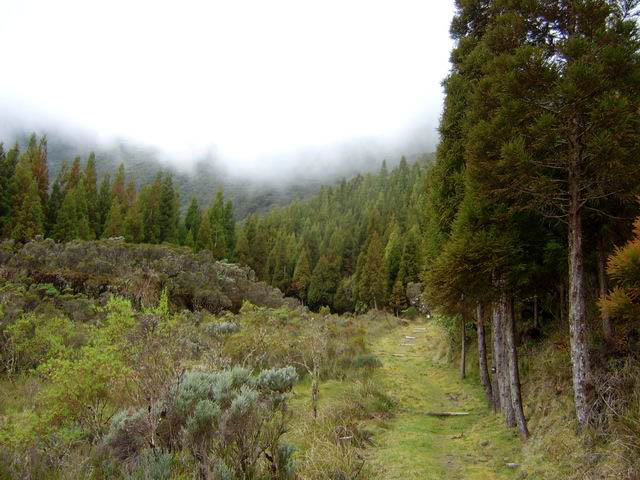 La fin de la Plaine des Merles est marquée par la forêt de cryptomérias