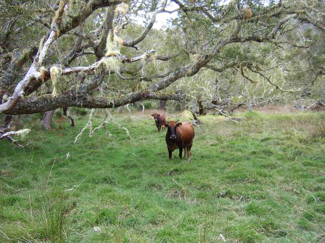 Quelques vaches paissent paisiblement dans la Plaine des Tamarins