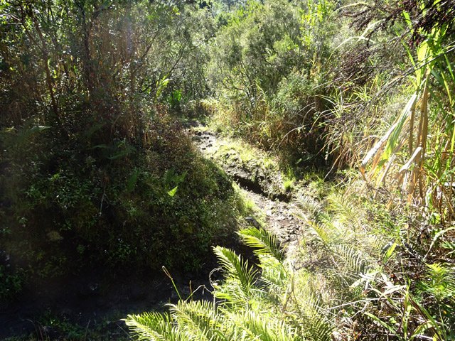 Les lacets sont de plus en plus nombreux dans la descente vers la Rivière des Fleurs Jaunes