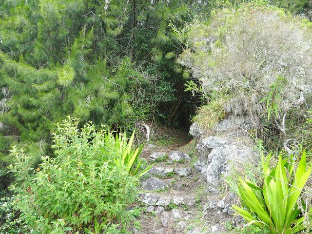 On pénètre dans la forêt de cryptomerias par un tunnel végétal