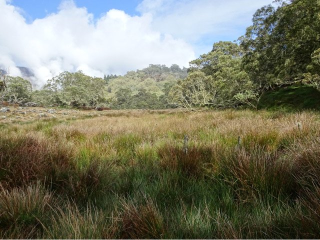 La Mare aux Serres est recouverte de joncs