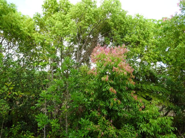 La région est recouverte par endroits de canneliers très odorants