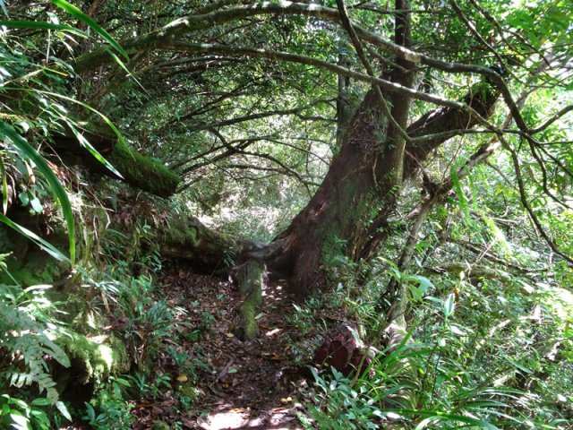 Toujours le même style de sentier bordé de grands arbres