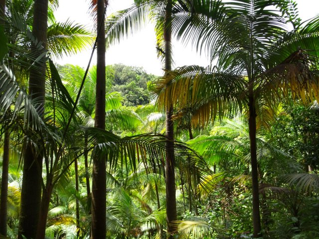 Traversée de la plantation de palmistes