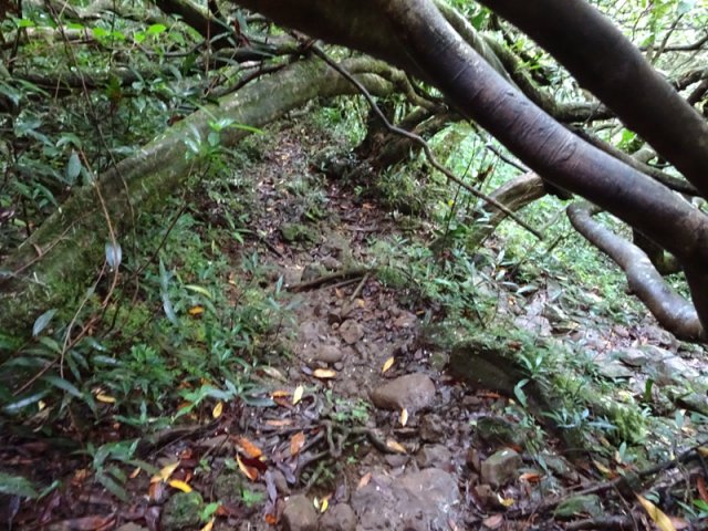 Des branches encombrent le sentier par endroits