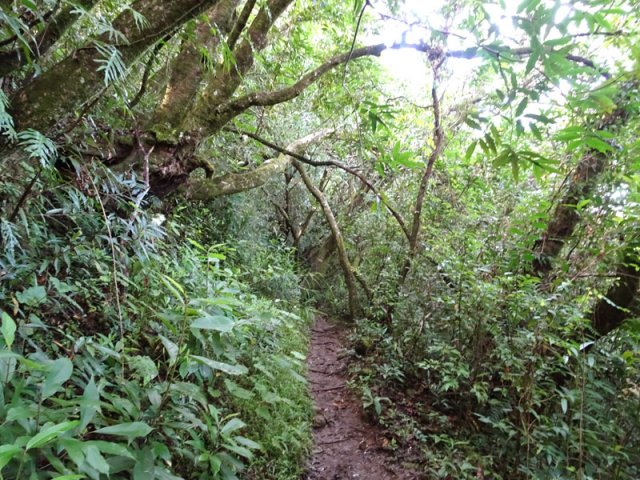 Le sentier en direction du Bassin Canne