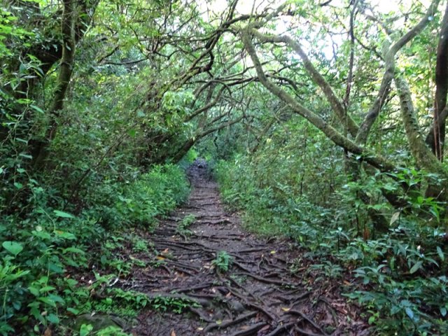 Le sentier couvert de racines vers le Bassin Bœuf