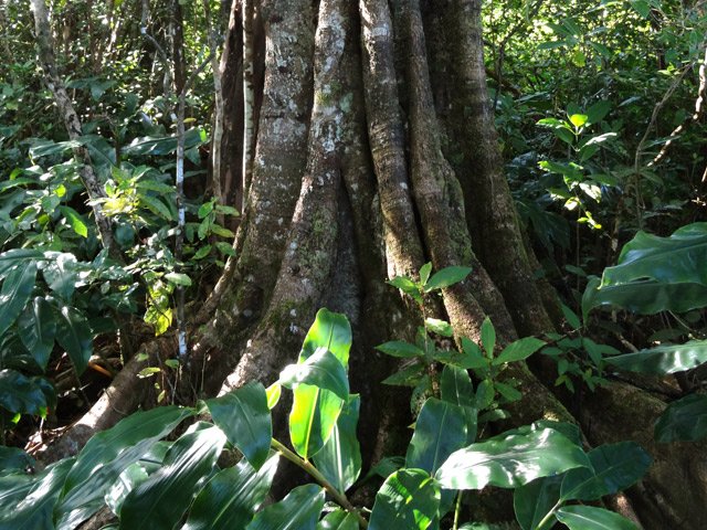Un affouche dans les longoses