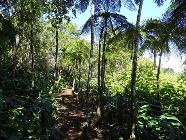 Passage ombragé dans les longoses et sous les fanjans