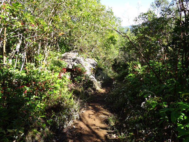 Sentier agréable jusqu'au kiosque du Piton Cabris
