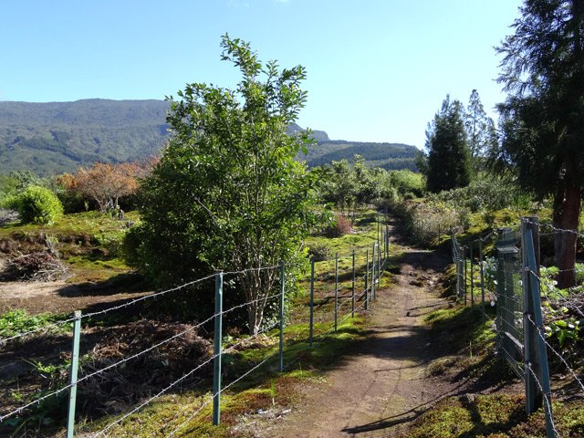 Toute la Plaine du Bois de Nèfles est encore bien entreztenue