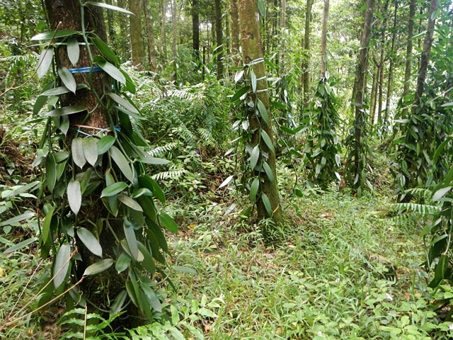 Beaucoup de plantations de vanille au départ de cette traversée
