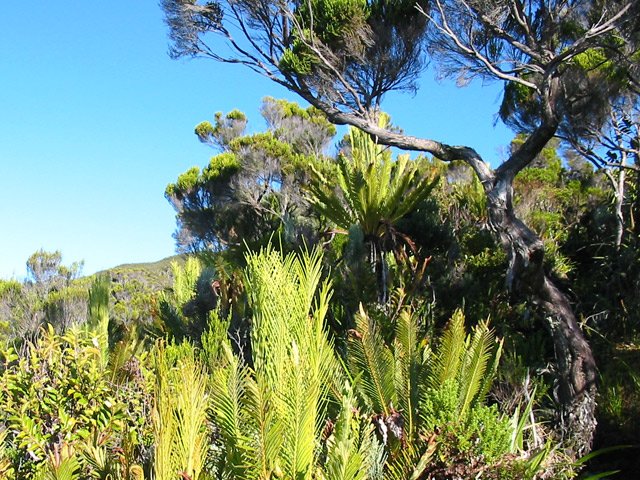 De nouvelles espèces de fougères dans les branles