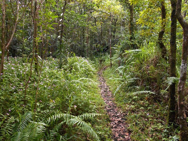 Agréable cheminement dans l'herbe et les fougères