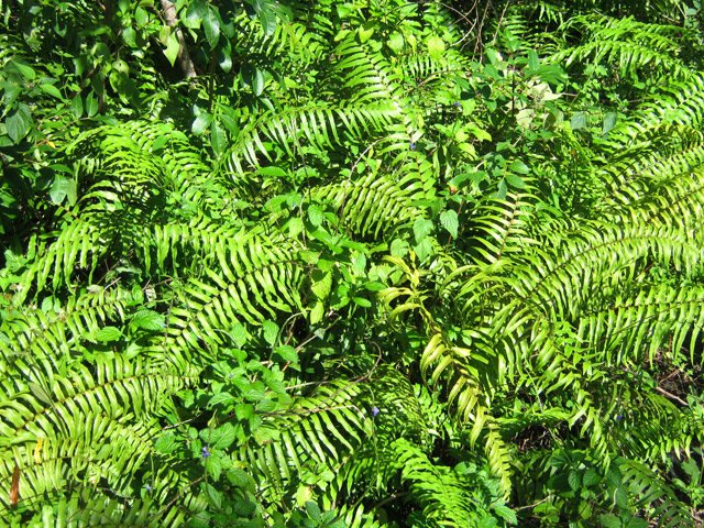 Les fougères sont parfois très concentrées