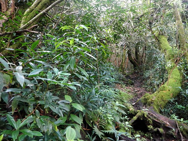 Cailloux et racines au programme d'une bonne partie de la montée