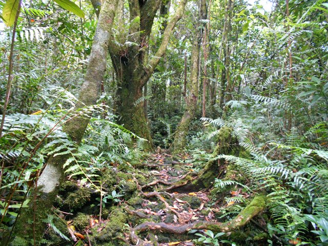 Et toujours des racines et de cailloux