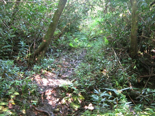 Sous-bois ombragés ...