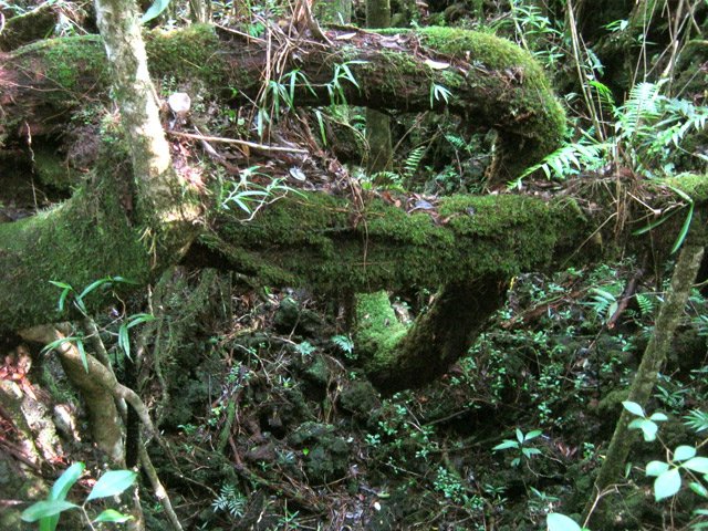 ... et racines moussues