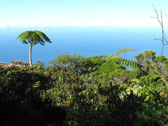 La végétation cache souvent les panoramas sur l'océan