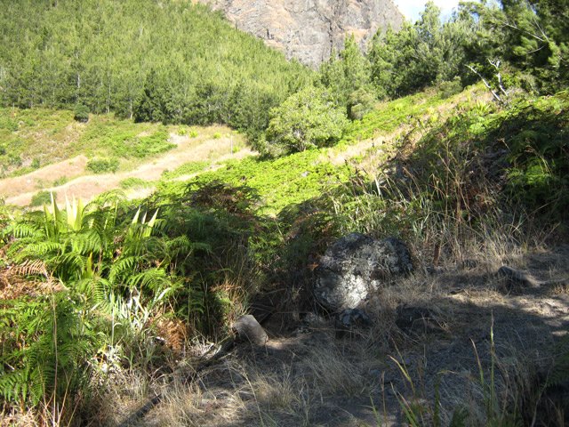 Le sentier vers la Roche Ancrée. Bientôt la bifurcation