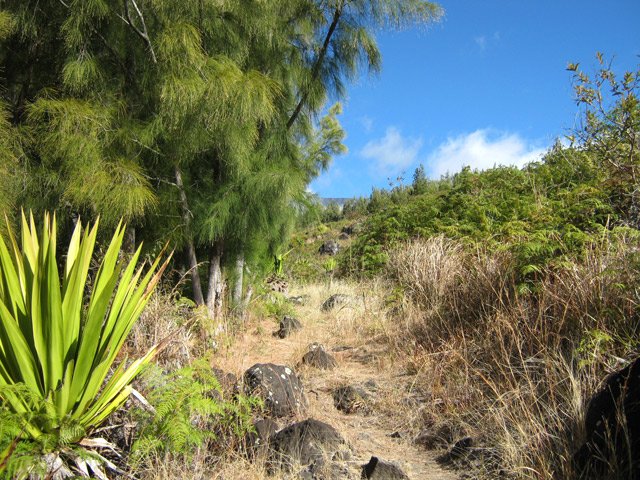 Sentier facile au départ sous les filaos