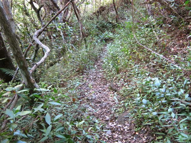 La partie plate s'effectue sur sentier étroit bordé de jouvences