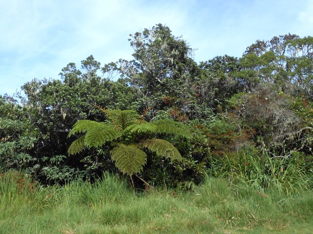 Bois de couleurs et fanjans le long de la piste qui remonte